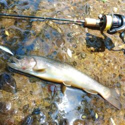 尺イワナ３本 ～九頭竜川水系～